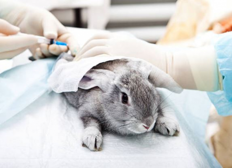 Contato de Laboratório Clínico Veterinário Assunção - Laboratório de Exames para Animais
