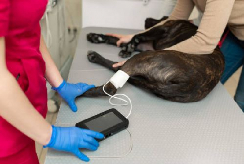 Eletrocardiograma em Cães Valor  Limeira - Eletrocardiograma Animal