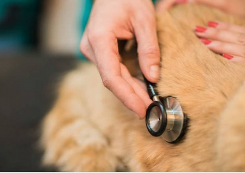 Eletrocardiograma em Cães Vila Gilda - Eletrocardiograma para Gatos