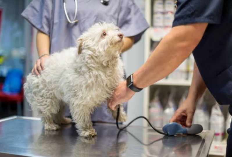 Exame de Pressão Arterial Completo para Cachorro Anchieta - Exame de Pressão Arterial para Cachorro