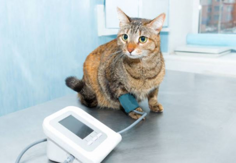 Exame de Pressão Arterial em Animais Domésticos Valor Ponte Seca - Exame de Pressão Arterial em Gatos