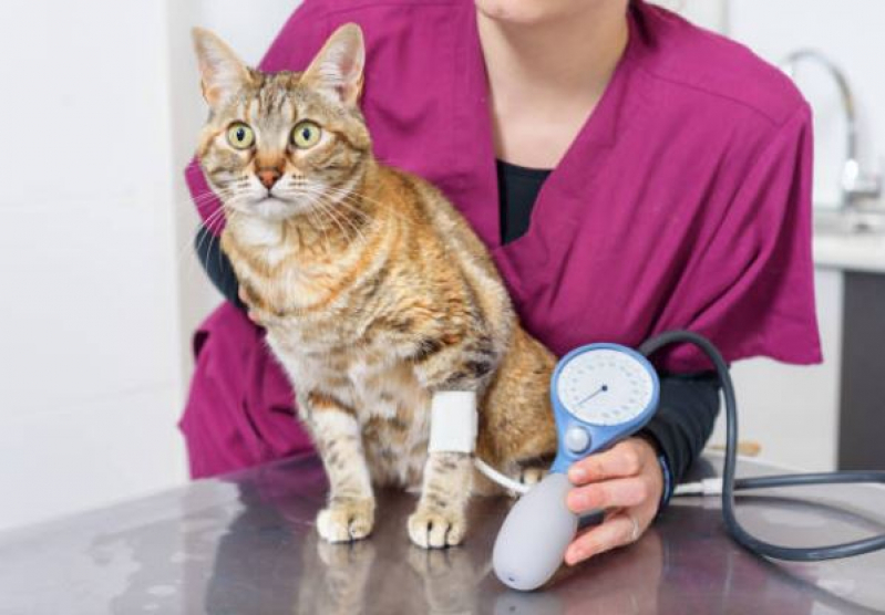 Exame de Pressão Arterial para Animais de Estimação Valor Paulicéia - Exame de Pressão Arterial para Gatos