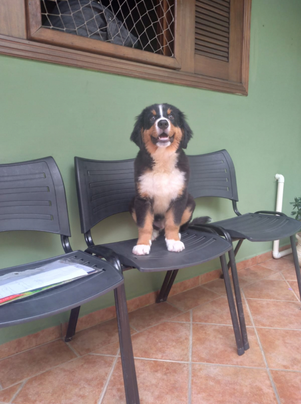 Exame de Raio X para Animais de Estimação Valor Jardim São Caetano - Exame de Raio X em Cachorro