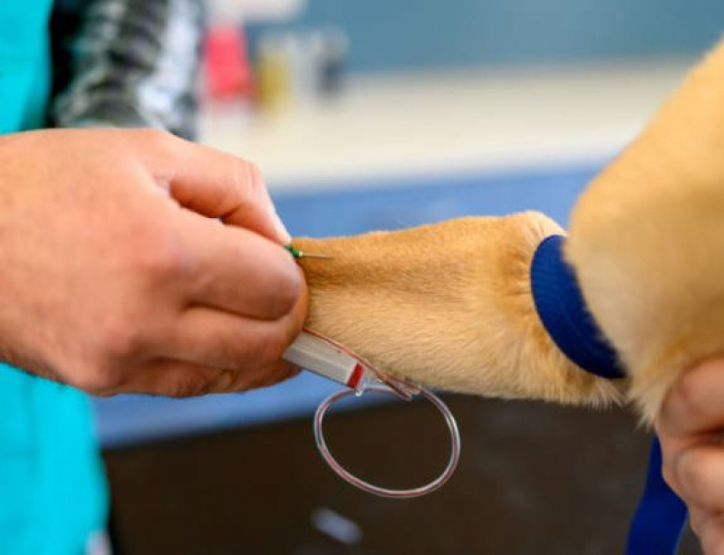 Exame Histopatológico para Gato Jardim Hollywood - Exame Histopatológico para Cachorros