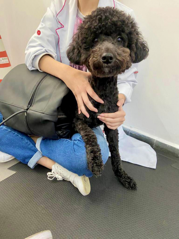 Fisioterapia e Reabilitação Animal Vila Dayse - Fisioterapia em Cães