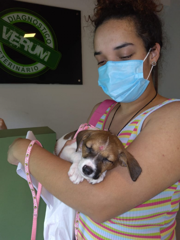 Fisioterapia em Cães Jardim Bela Vista - Clínica de Fisioterapia para Animais