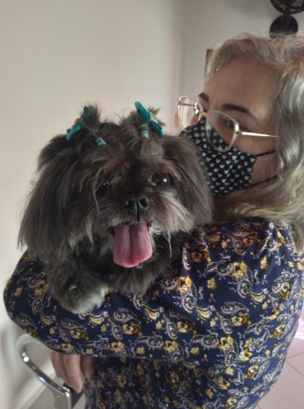 Fisioterapia para Animais Preço Paulicéia - Fisioterapia em Cães