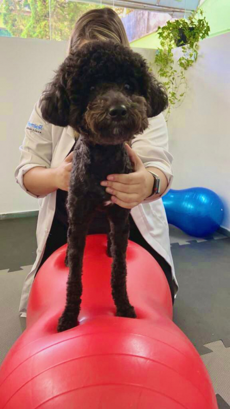 Fisioterapia para Animais Valores Itatiba - Fisioterapia em Cães
