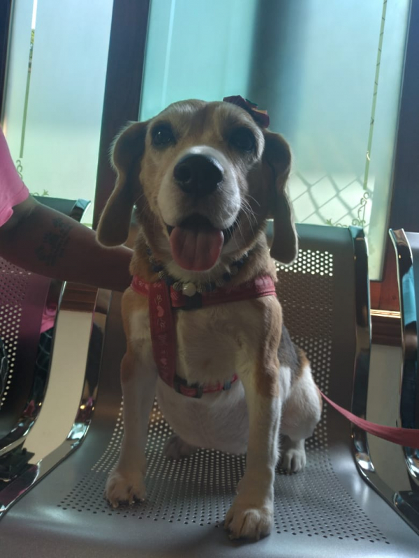 Fisioterapia para Animais Vila Amorim - Fisioterapia e Reabilitação Animal