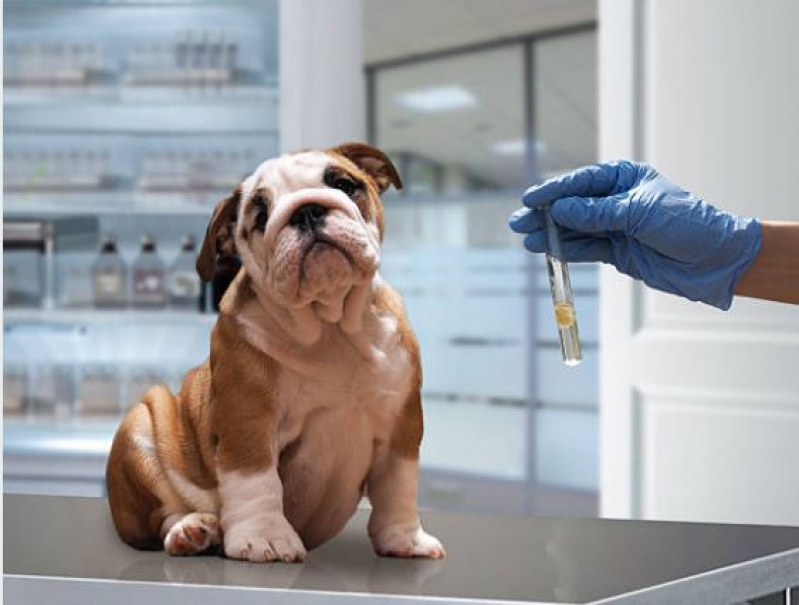 Laboratório de Exames para Animais Contato Av. Kennedy - Laboratório de Medicina Veterinária