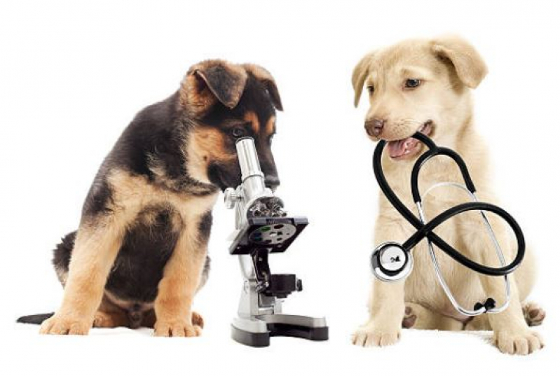 Laboratório Pet Veterinário Industrial - Laboratório de Exames para Animais