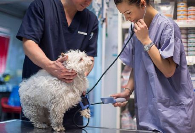 Onde Faz Exame de Pressão Arterial em Animais Domésticos Santo André - Exame de Pressão Arterial Completo para Cachorro