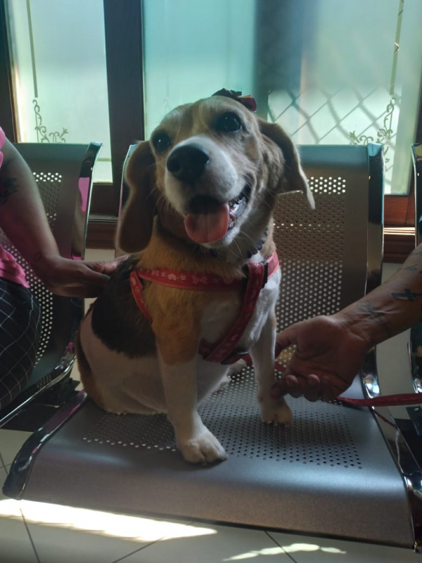 Onde Faz Exame de Raio X em Cachorro Santo Antônio de Posse - Exame de Raio X para Animais Campinas