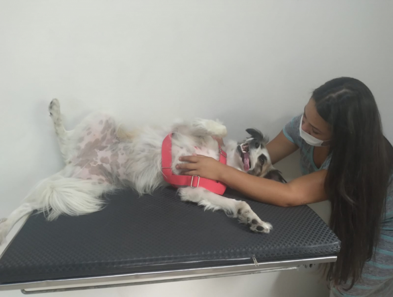 Onde Faz Fisioterapia Acupuntura Veterinária Cidade Miguel Badra - Clínica de Fisioterapia para Animais
