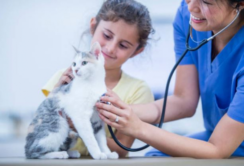 Onde Fazer Eletrocardiograma em Animais Domésticos São Caetaninho - Eletrocardiograma para Gatos