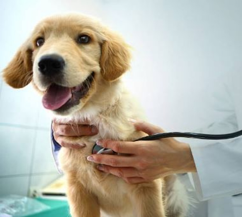 Onde Fazer Eletrocardiograma em Cães e Gatos Campinas - Eletrocardiograma em Animais Domésticos