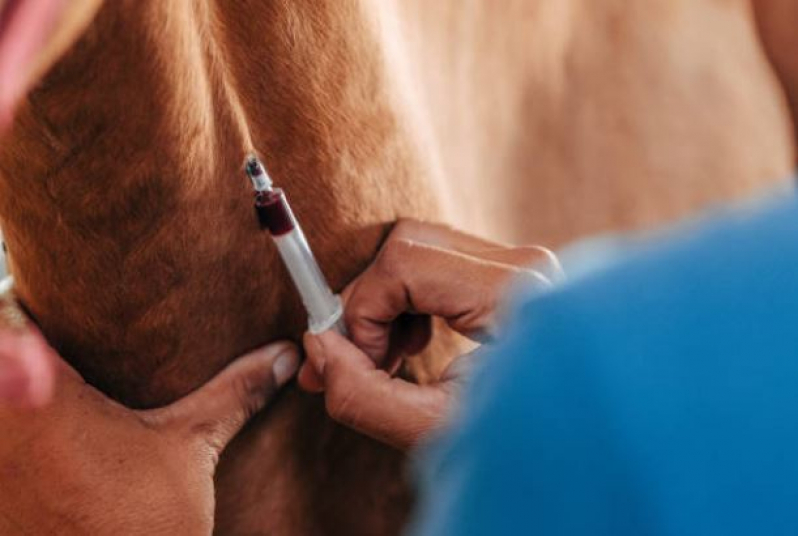 Onde Fazer Exame Veterinário Histopatológico Feital - Exame Histopatológico em Animais