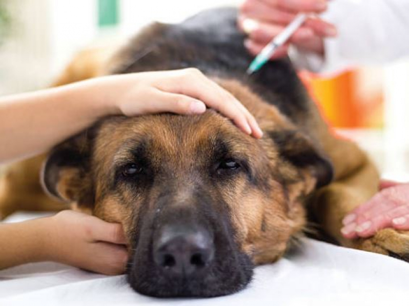 Preço de Exame Histopatológico em Gatos Vila Assis Brasil - Exame Histopatológico para Cachorros