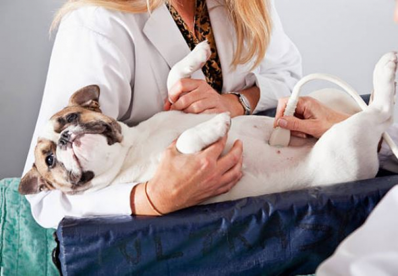 Preço de Ultrassonografia para Cachorro Industrial - Ultrassom em Cachorro