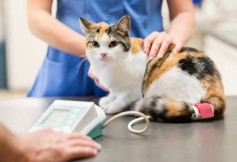Qual o Valor de Exame de Pressão Arterial Completo para Cachorro Baeta Neves - Exame de Pressão Arterial em Gatos