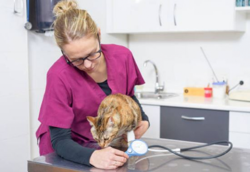Qual o Valor de Exame de Pressão Arterial para Animais de Estimação Independência - Exame de Pressão Arterial para Cachorro