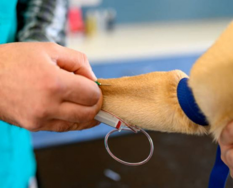 Qual o Valor de Hemograma Completo em Cachorro Chácara Inglesa - Hemograma de Cachorro Campinas