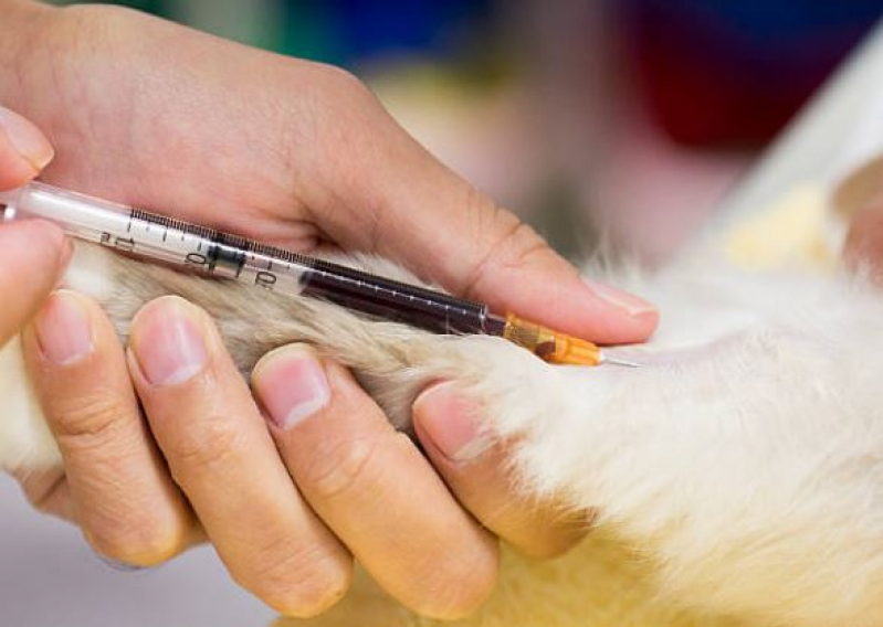 Qual o Valor de Hemograma de Animais Domésticos Tanque Caio - Hemograma Completo em Cachorro