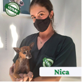 clínica especializada em fisioterapia veterinária contato Jardim Araguaia