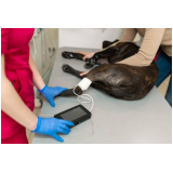 Exame de Ecocardiograma para Cães