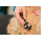exame de ecocardiograma para cachorro Santa Luzia
