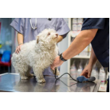 exame de pressão arterial completo para cachorro Anchieta