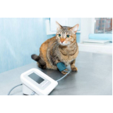 exame de pressão arterial em gatos valor Ferrazópolis