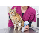 exame de pressão arterial para gatos valor Jardim Columbia