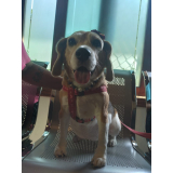 exame de raio x em cachorro Vila Boa Vista