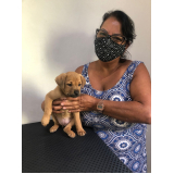 fisioterapeuta veterinária a domicilio Ipanema