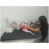 Fisioterapia para Animais Campinas