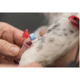 hemograma completo de cachorro Represa