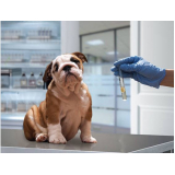 laboratório veterinário contato Assunção