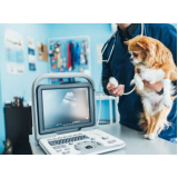 preço de ultrassonografia em cães e gatos Cinco