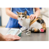 qual o valor de exame de pressão arterial em animais domésticos Laura