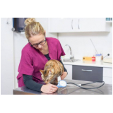 qual o valor de exame de pressão arterial para cachorro Vila Principe de Gales