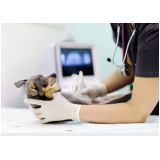 valor de ultrassonografia em cães e gatos Jardim Zaira