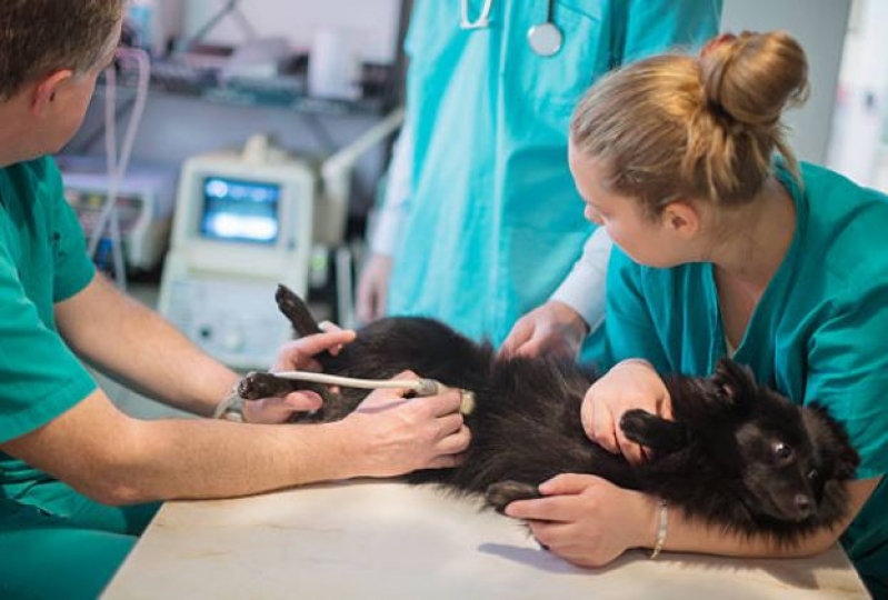 Ultrassom Cachorro Feital - Ultrassom de Gato