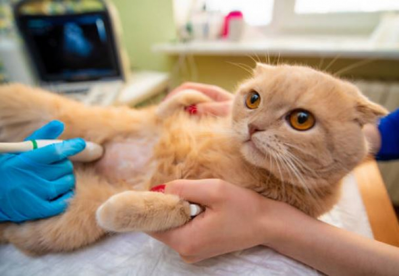 Ultrassom de Gato Preço Rudge Ramos - Ultrassonografia em Cães e Gatos