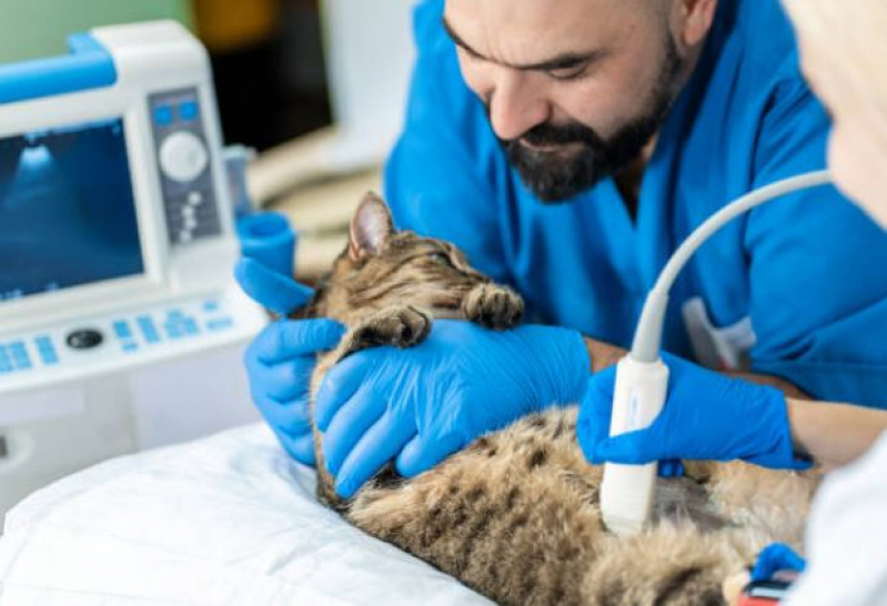 Ultrassom de Gato Vila Emílio - Ultrassonografia em Cães e Gatos