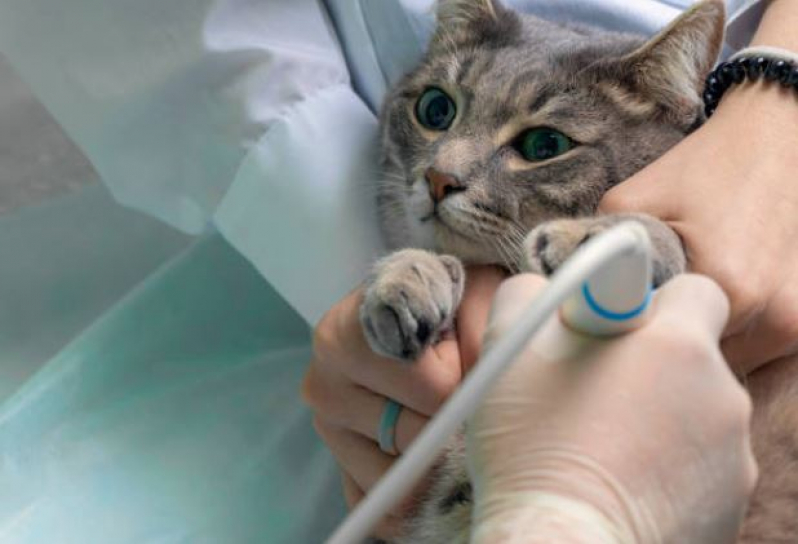 Ultrassom para Animais Exóticos Suíssa - Ultrassonografia em Cães e Gatos