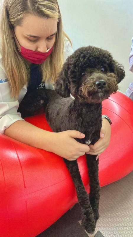 Valor de Fisioterapia para Animais Itatiba - Fisioterapia em Cães