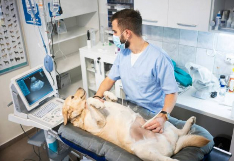 Valor de Ultrassom de Cachorro Ferrazópolis - Ultrassonografia para Cachorro