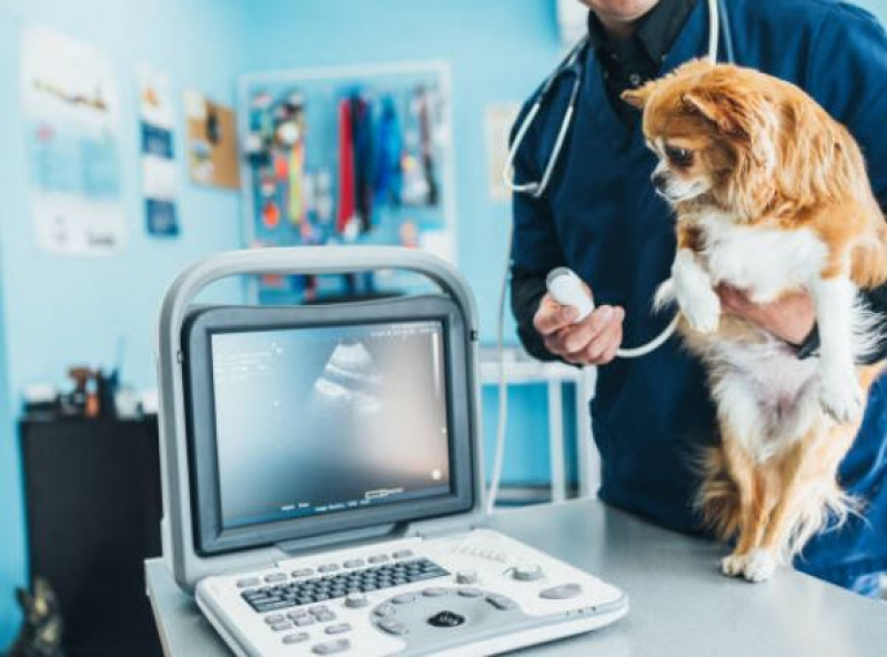 Valor de Ultrassonografia para Cachorro Vila Magini - Ultrassom para Cachorro